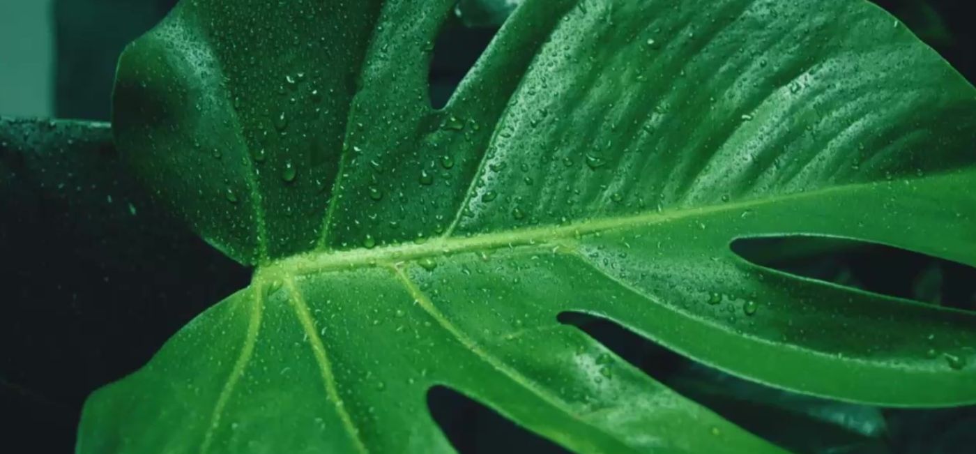 Close up of dew drops on a green leaf